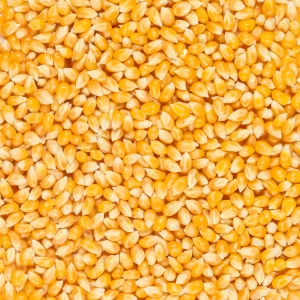 ذرت خام درجه یک
