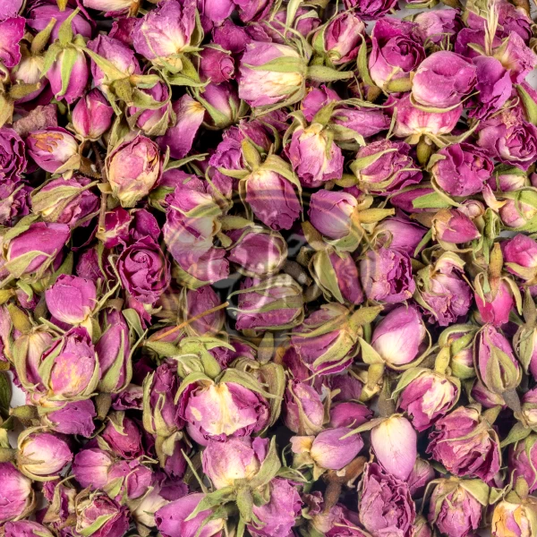 غنچه گل سرخ درجه یک