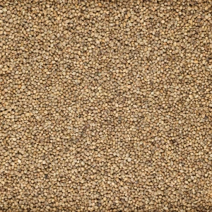 شاهدانه رست شده درجه یک