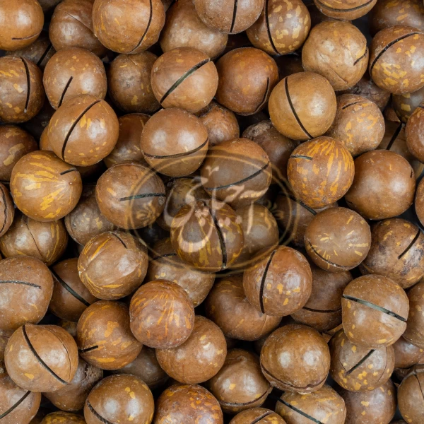 ماکادمیا لوکس