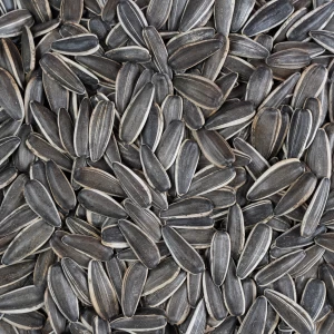 تخمه آفتابگردان دورسفید خام درجه یک