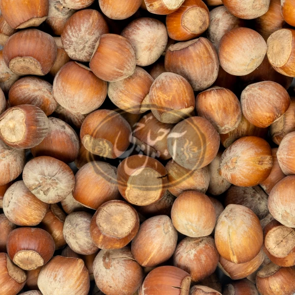 فندق خام ایرانی درجه یک