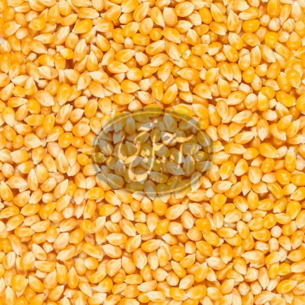 ذرت خام درجه یک