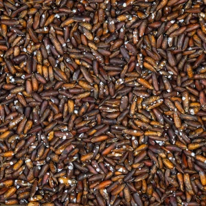 چلغوز نمکی درجه یک