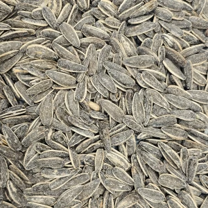 تخمه آفتابگردان دور سفید نمکی درجه یک